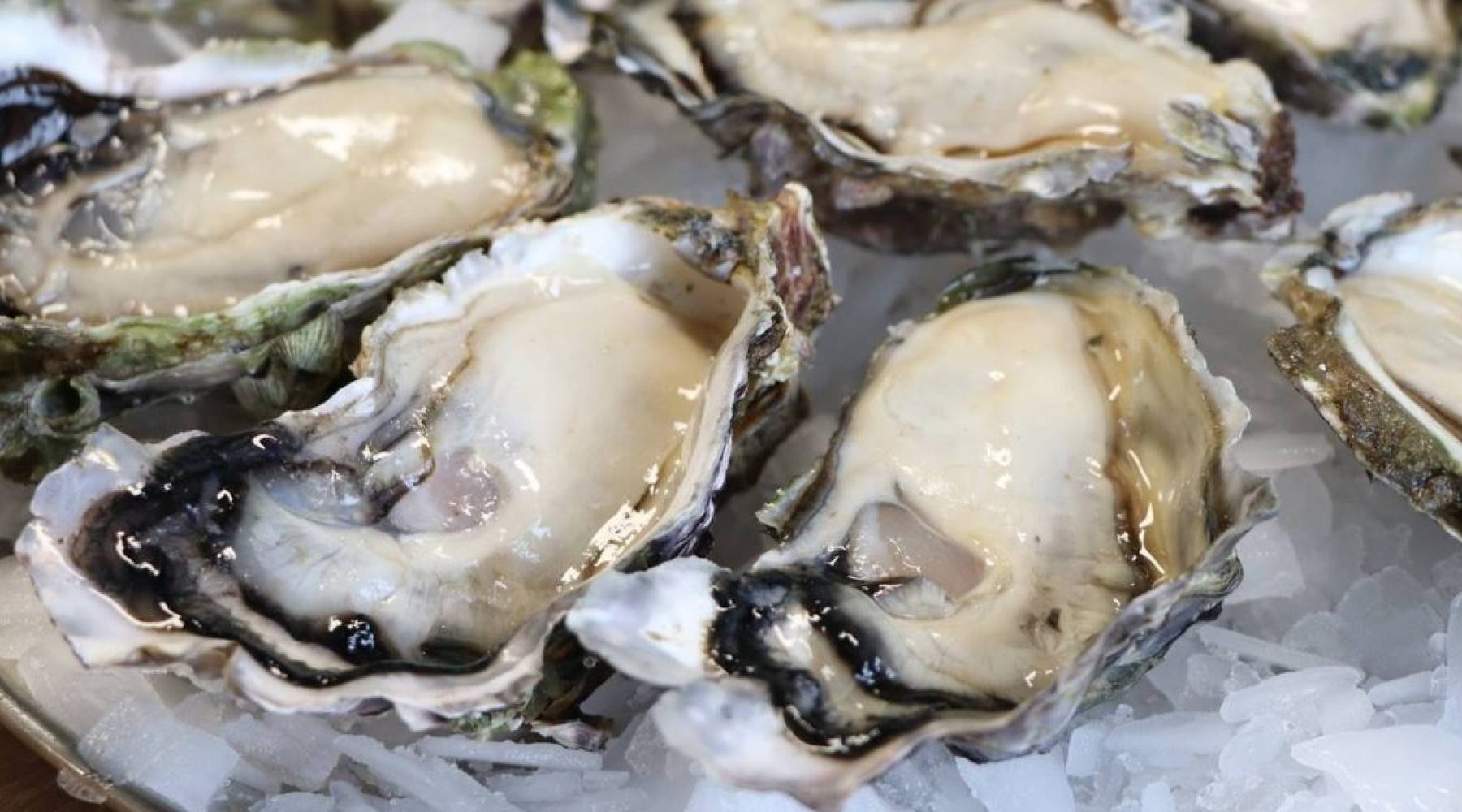 Archived Celebration of Shellfish Celebrate Oyster Month Heart of